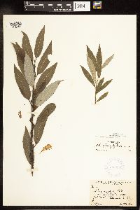 Salix myricoides image