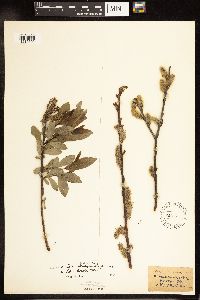 Salix myricoides image