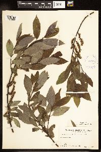 Salix myricoides image