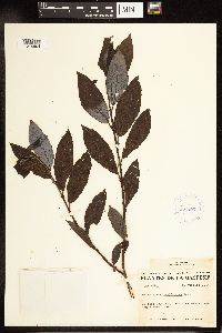 Salix myricoides image