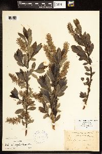 Salix myricoides image