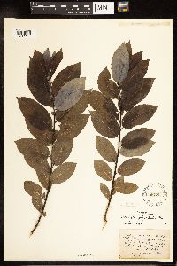 Salix myricoides image