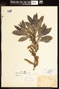Salix myricoides image