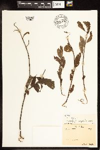 Salix myricoides image