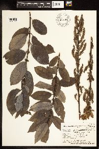 Salix myricoides image
