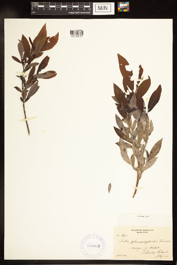 Salix myricoides image