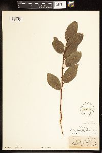Salix myricoides image