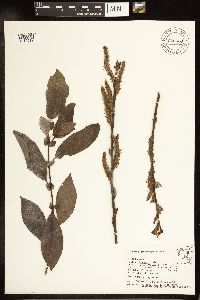 Salix myricoides image