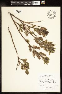 Salix myricoides image
