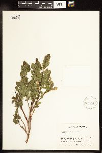 Salix myrtillifolia image