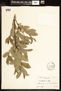 Salix myrtillifolia image