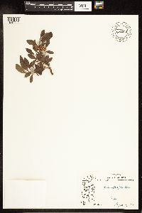 Salix myrtillifolia image