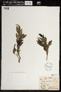 Salix myrtillifolia image