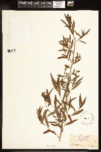 Salix nigra image