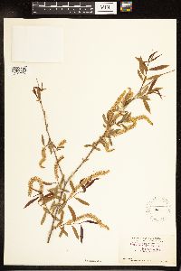 Salix nigra image