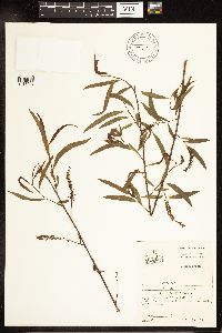 Salix nigra image