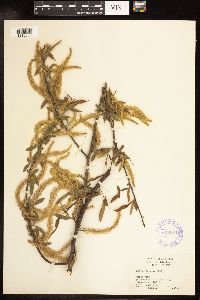 Salix nigra image