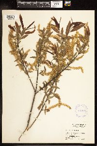 Salix nigra image