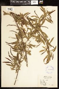 Salix nigra image