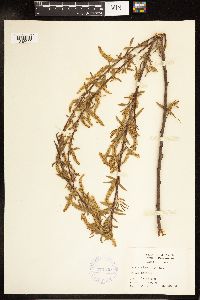 Salix nigra image