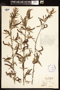 Salix nigra image