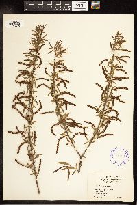 Salix nigra image