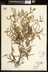 Salix nigra image