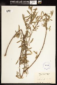 Salix nigra image