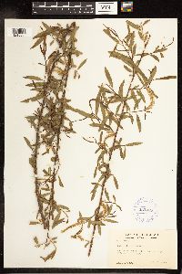 Salix nigra image