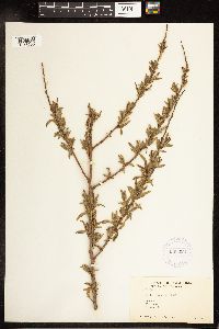 Salix nigra image
