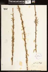 Salix nigra image