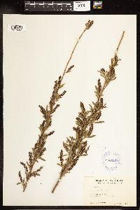 Salix nigra image