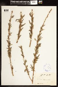 Salix nigra image