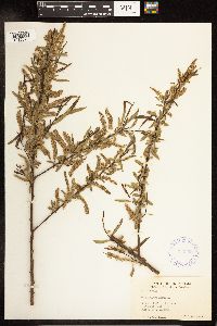 Salix nigra image