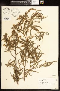 Salix nigra image