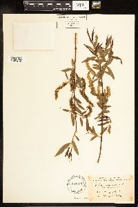 Salix nigra image