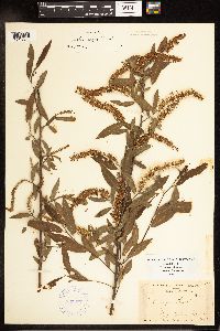 Salix nigra image