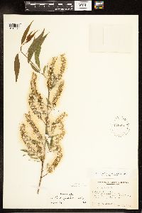 Salix nigra image