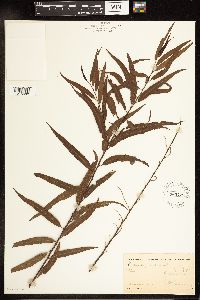 Salix nigra image