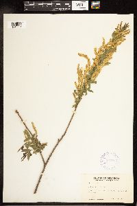 Salix nigra image