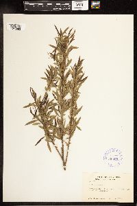 Salix nigra image