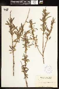 Salix nigra image