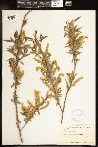 Salix nigra image