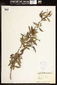 Salix nigra image