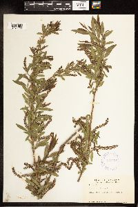 Salix nigra image