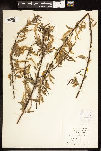 Salix nigra image