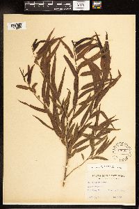 Salix nigra image