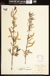 Salix nigra image