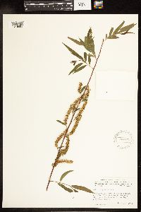 Salix nigra image