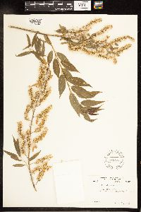 Salix nigra image